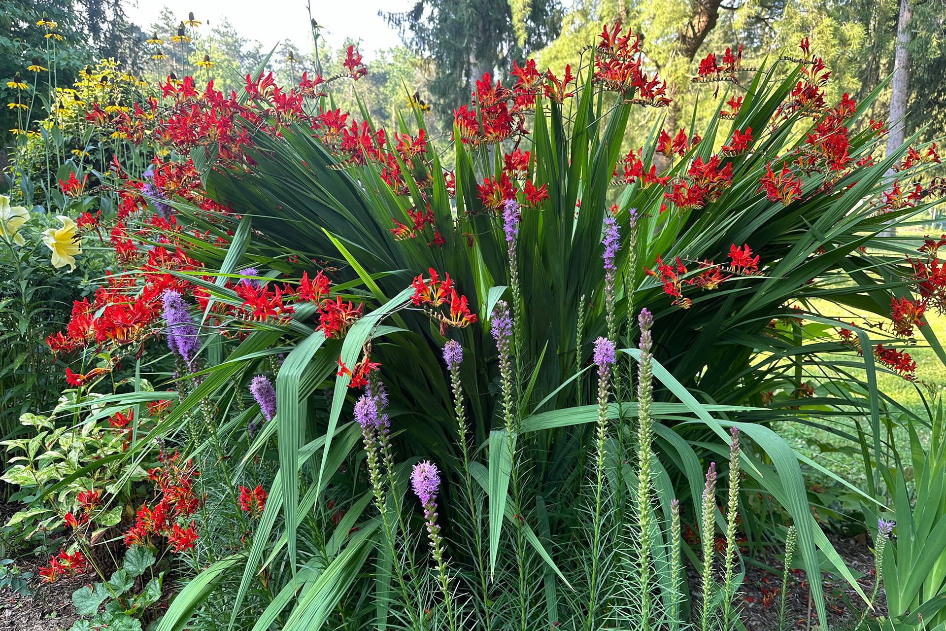 Crocosmia